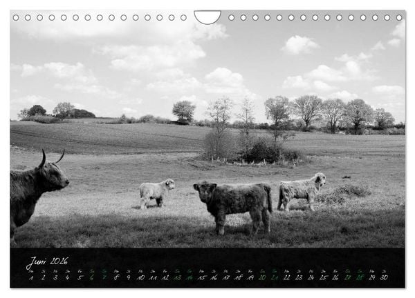 Produktbild: Highland Cattle vom Nordlicht - Faszination Hochland Rind (Wandkalender 2026 DIN A4 quer), CALVENDO Monatskalender