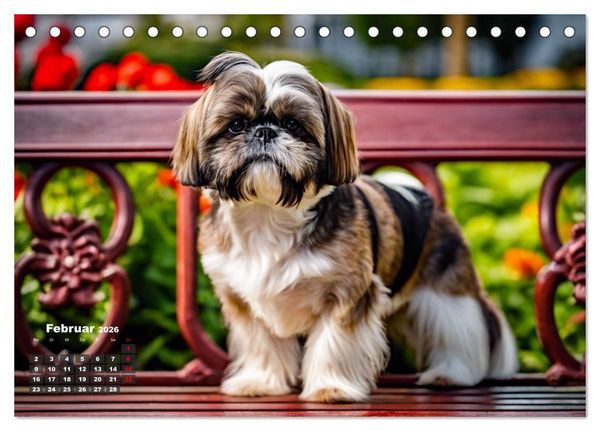 Produktbild: Shih Tzu - der wuschelige Hund aus Tibet (Tischkalender 2026 DIN A5 quer), CALVENDO Monatskalender