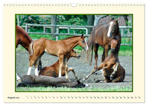 Produktbild: Fr&uuml;hling auf der Pferdeweide (Wandkalender 2026 DIN A3 quer), CALVENDO Monatskalender