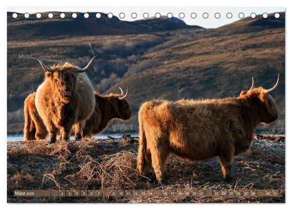 Produktbild: Schottische Hochlandrinder - Highland Cattle im Portrait (Tischkalender 2026 DIN A5 quer), CALVENDO Monatskalender