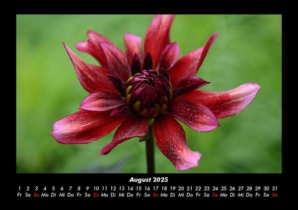 Produktbild: Blumenkalender 2025 Fotokalender DIN A3