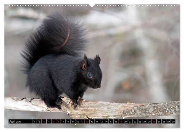 Produktbild: EICHH&Ouml;RNCHEN (hochwertiger Premium Wandkalender 2026 DIN A2 quer), Kunstdruck in Hochglanz