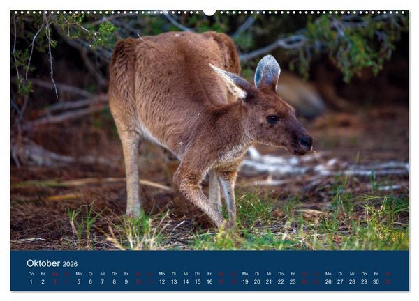 Produktbild: Freilebende K&auml;ngurus (hochwertiger Premium Wandkalender 2026 DIN A2 quer), Kunstdruck in Hochglanz