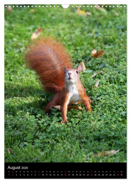 Produktbild: Eichh&ouml;rnchen (Wandkalender 2026 DIN A3 hoch), CALVENDO Monatskalender