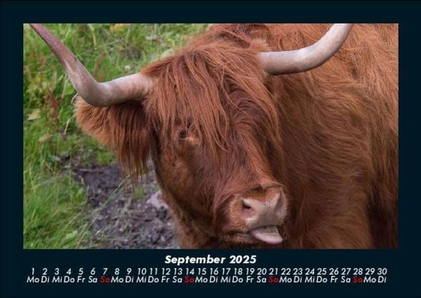 Produktbild: Kuhkalender 2025 Fotokalender DIN A5
