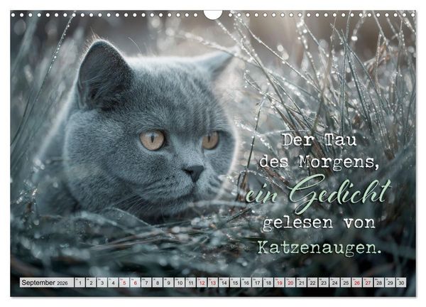 Produktbild: Katzenpoesie - Herzber&uuml;hrende Verse (Wandkalender 2026 DIN A3 quer), CALVENDO Monatskalender