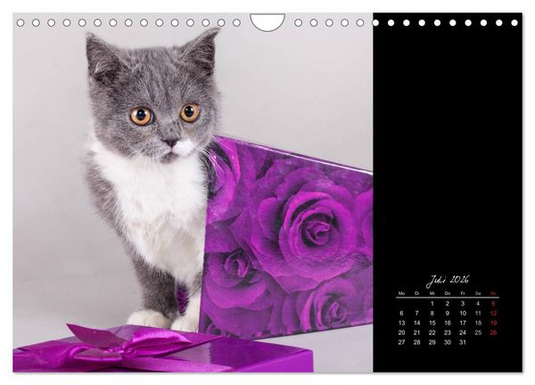 Produktbild: Britisch Kurzhaar Katzen (Wandkalender 2026 DIN A4 quer), CALVENDO Monatskalender