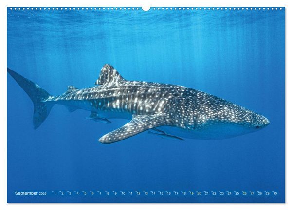 Produktbild: Hai: Raubtier der Meere (hochwertiger Premium Wandkalender 2026 DIN A2 quer), Kunstdruck in Hochglanz