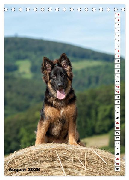 Produktbild: Sch&auml;ferhunde Langstockhaar zum verlieben (Tischkalender 2026 DIN A5 hoch), CALVENDO Monatskalender