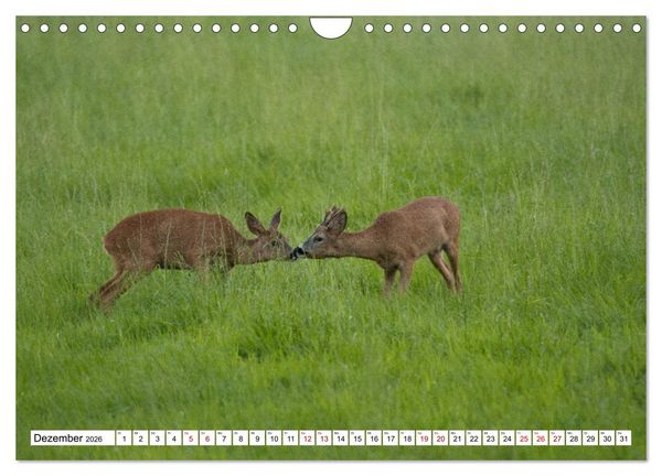 Produktbild: Anmut mit sanften Augen - Rehwild in der freien Natur (Wandkalender 2026 DIN A4 quer), CALVENDO Monatskalender
