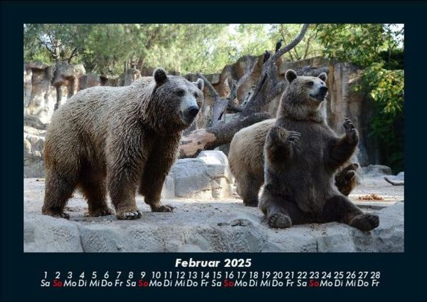 Produktbild: Der Tierkalender 2025 Fotokalender DIN A5
