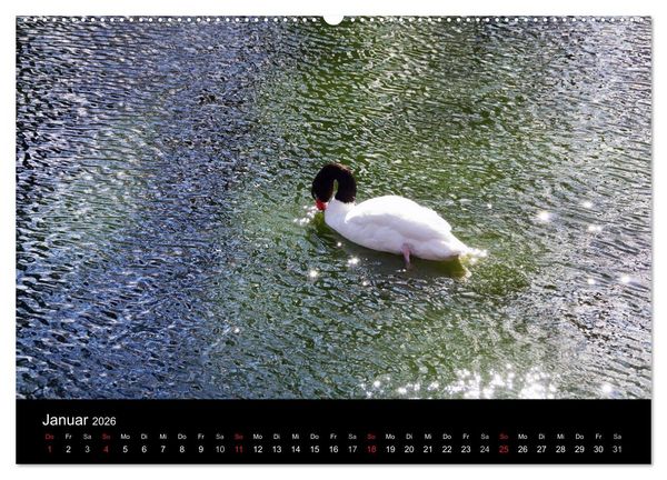 Produktbild: Welt der Tiere (Wandkalender 2026 DIN A2 quer), CALVENDO Monatskalender