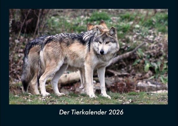 Produktbild: Der Tierkalender 2026 Fotokalender DIN A4