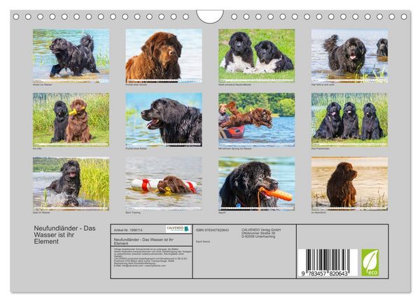 Produktbild: Neufundl&auml;nder - Das Wasser ist ihr Element (Wandkalender 2026 DIN A4 quer), CALVENDO Monatskalender