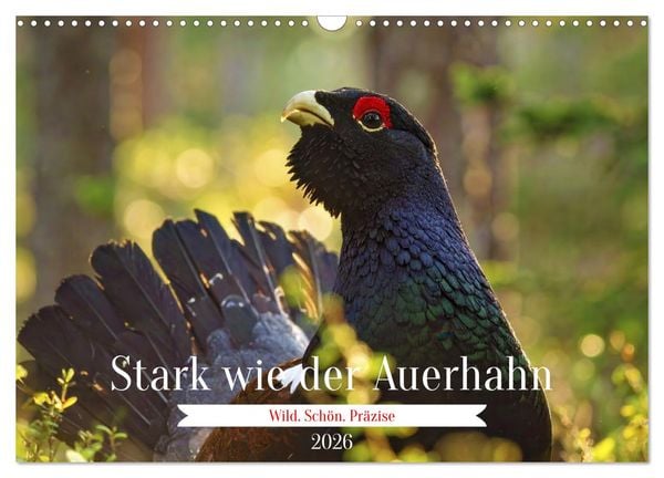 Produktbild: Stark wie der Auerhahn (Wandkalender 2026 DIN A3 quer), CALVENDO Monatskalender