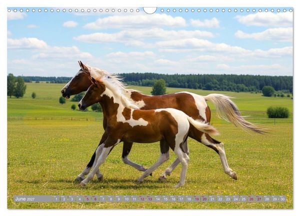 Produktbild: The Magic of Happy Foals (Wall Calendar 2027 DIN A3 landscape), CALVENDO 12 Month Wall Calendar