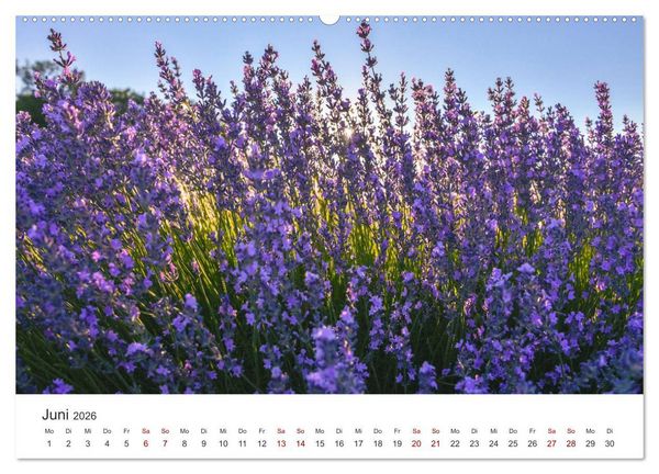 Produktbild: Tr&auml;ume aus Lavendel, Provence in Rosa bis Lila (Wandkalender 2026 DIN A2 quer), CALVENDO Monatskalender
