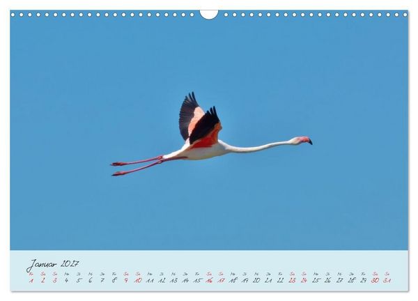 Produktbild: Wildes S&uuml;dfrankreich (Wandkalender 2027 DIN A3 quer), CALVENDO Monatskalender