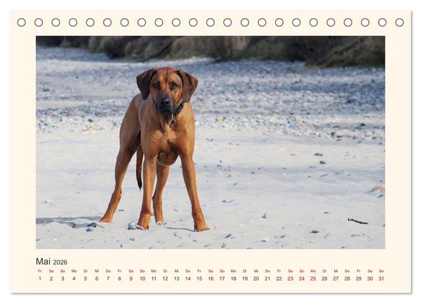 Produktbild: Rhodesian Ridgeback Power aus S&uuml;dafrika (Tischkalender 2026 DIN A5 quer), CALVENDO Monatskalender