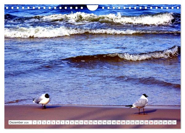 Produktbild: Lachm&ouml;wen an der Ostsee (Wandkalender 2026 DIN A4 quer), CALVENDO Monatskalender