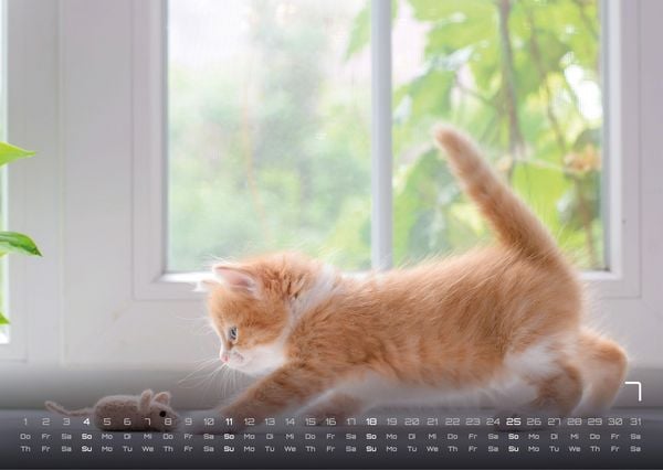 Produktbild: Miau Kids - kleine Tiger ganz gro&szlig; - Der Katzenkalender - 2027 - Kalender DIN A3