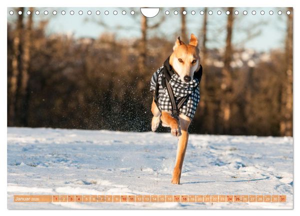 Produktbild: Witziger Windhund - Portugiesischer Galgo (Wandkalender 2026 DIN A4 quer), CALVENDO Monatskalender