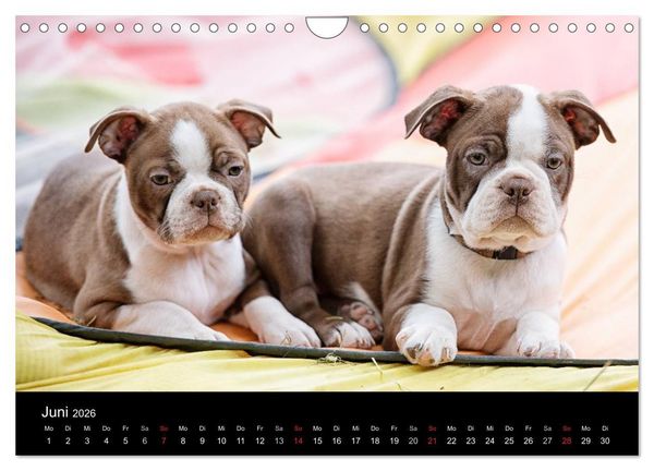 Produktbild: Colored Boston Terrier 2026 (Wandkalender 2026 DIN A4 quer), CALVENDO Monatskalender