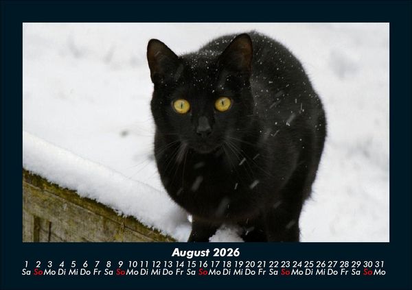 Produktbild: F&uuml;r Katzenfreunde 2026 Fotokalender DIN A5