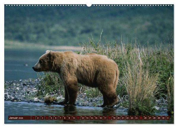 Produktbild: B&auml;ren. Unterwegs mit Meister Petz (Wandkalender 2026 DIN A2 quer), CALVENDO Monatskalender
