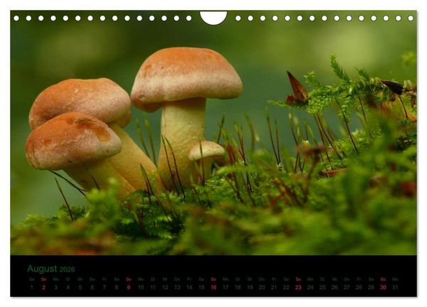 Produktbild: Im Reich der Pilze (Wandkalender 2026 DIN A4 quer), CALVENDO Monatskalender