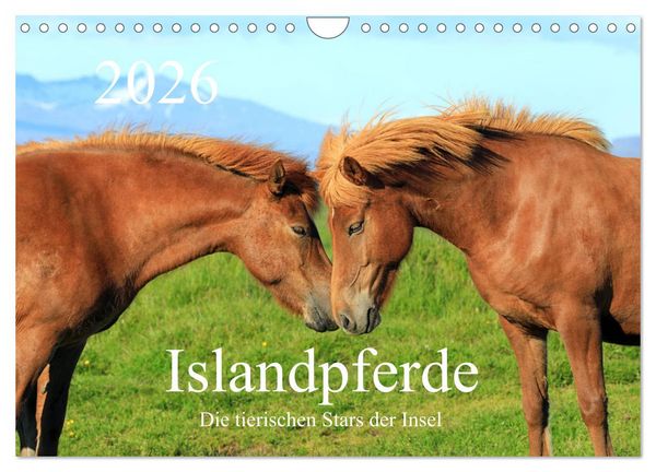 Produktbild: Islandpferde - Die tierischen Stars der Insel (Wandkalender 2026 DIN A4 quer), CALVENDO Monatskalender