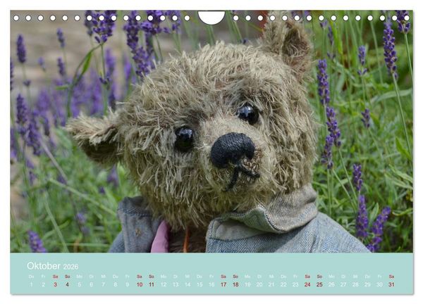 Produktbild: Robin der B&auml;r (Wandkalender 2026 DIN A4 quer), CALVENDO Monatskalender