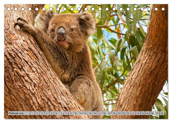 Produktbild: Australische Koalas (Tischkalender 2026 DIN A5 quer), CALVENDO Monatskalender