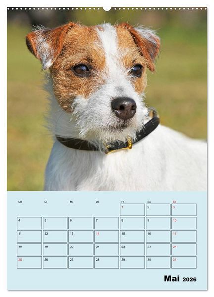 Produktbild: Familienplaner Jack und Parson Russell Terrier (Wandkalender 2026 DIN A2 hoch), CALVENDO Monatskalender