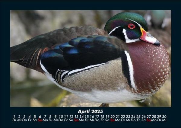 Produktbild: Enten 2025 Fotokalender DIN A5