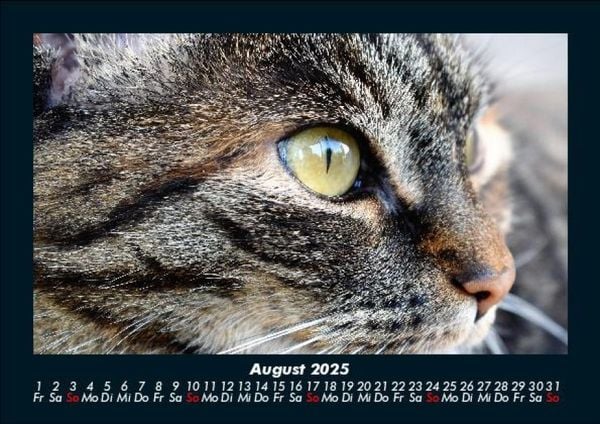 Produktbild: F&uuml;r Katzenfreunde 2025 Fotokalender DIN A5