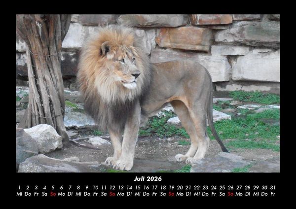 Produktbild: L&ouml;wen in der Wildnis 2026 Fotokalender DIN A3