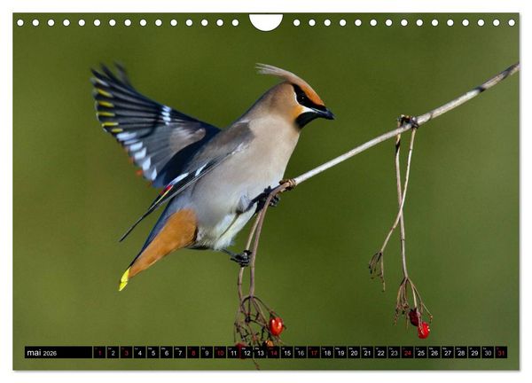 Produktbild: PLUMES L&Eacute;G&Egrave;RES. Oiseaux du Monde (Calendrier mural 2026 DIN A4 vertical), CALVENDO calendrier mensuel