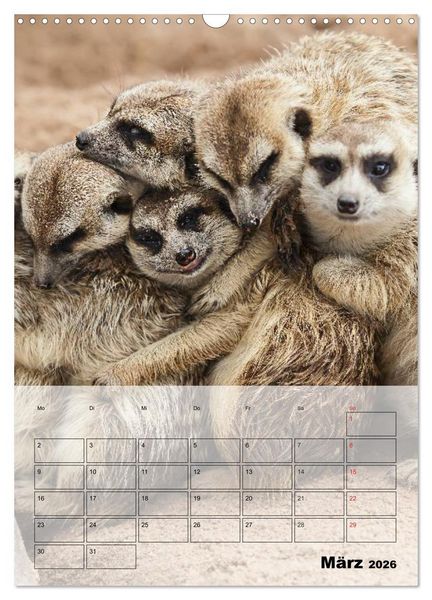 Produktbild: Erdm&auml;nnchen - Afrikas liebenswerte Zwerge (Wandkalender 2026 DIN A3 hoch), CALVENDO Monatskalender