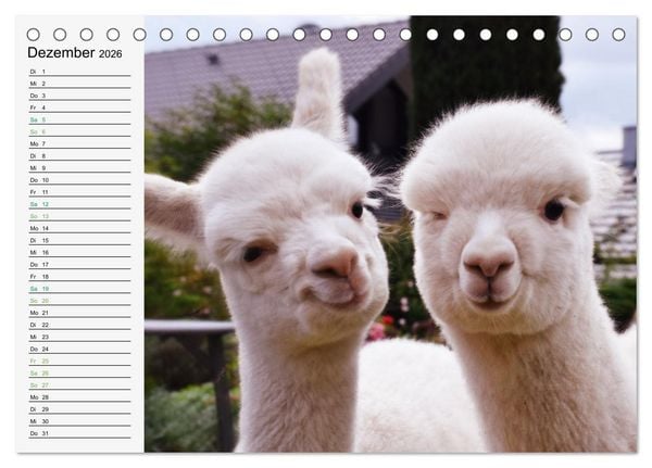 Produktbild: Alpakababys zum Verlieben (Tischkalender 2026 DIN A5 quer), CALVENDO Monatskalender