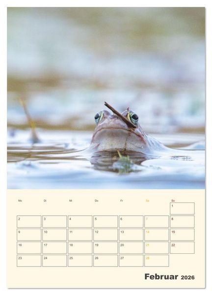 Produktbild: Moorfrosch Geheimnisse &ndash; Farben, Flirts & Froschkonzerte - Tanja Riedel (Wandkalender 2026 DIN A4 hoch), CALVENDO Monatskalender