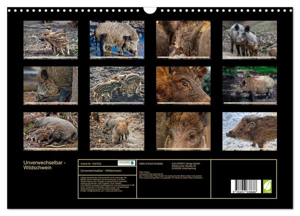 Produktbild: Unverwechselbar - Wildschwein (Wandkalender 2026 DIN A3 quer), CALVENDO Monatskalender