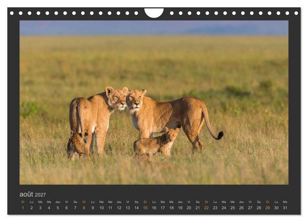 Produktbild: Lions &ndash; Photographies de la faune (Calendrier mural 2027 DIN A4 vertical), CALVENDO calendrier mensuel