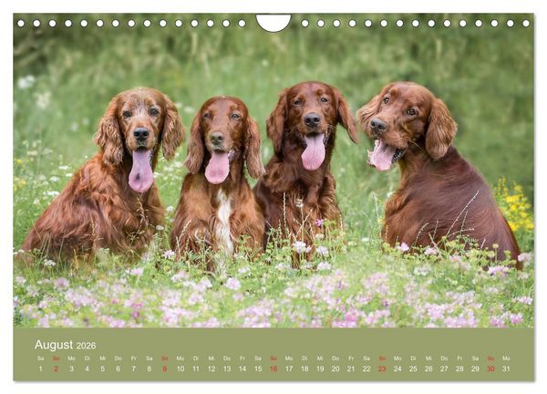 Produktbild: Setter - Geliebter Freund und Jagdkamerad (Wandkalender 2026 DIN A4 quer), CALVENDO Monatskalender