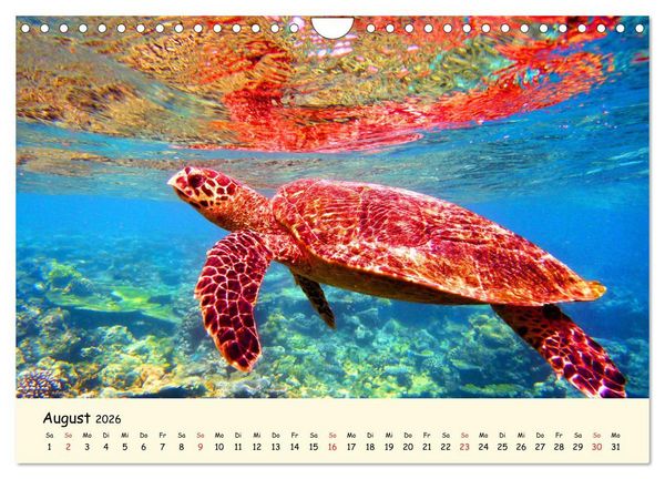 Produktbild: Faszination Meeresschildkr&ouml;ten (Wandkalender 2026 DIN A4 quer), CALVENDO Monatskalender