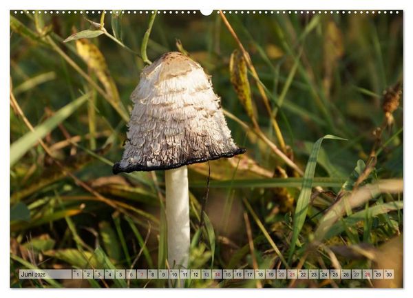 Produktbild: Waldpilz-Impressionen (Wandkalender 2026 DIN A2 quer), CALVENDO Monatskalender