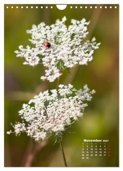 Produktbild: Ein Spaziergang &uuml;ber eine Sommerwiese (Wandkalender 2027 DIN A4 hoch), CALVENDO Monatskalender
