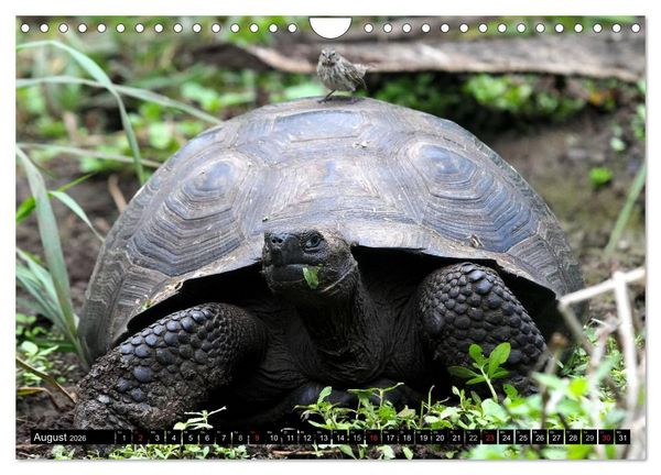 Produktbild: Galapagos Archipel- Faszination Tierwelt (Wandkalender 2026 DIN A4 quer), CALVENDO Monatskalender