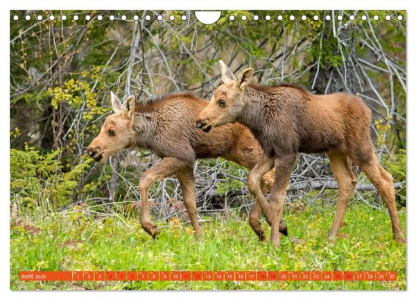 Produktbild: Un &eacute;lan de tendresse (Calendrier mural 2026 DIN A4 vertical), CALVENDO calendrier mensuel