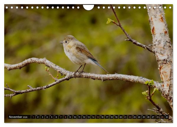 Produktbild: Die grandiose Tierwelt von Finnland (Wandkalender 2026 DIN A4 quer), CALVENDO Monatskalender